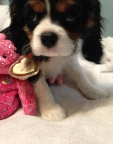 Cavalier King Charles Spaniel Puppy for Sale - Adoption, Rescue | Cavalier King Charles Spaniel ...