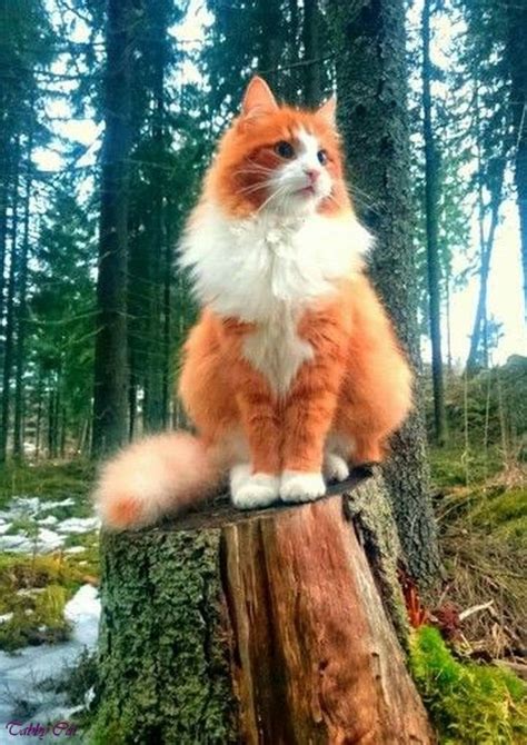 5+ Beautiful Orange And White Cat Ideas - faszom