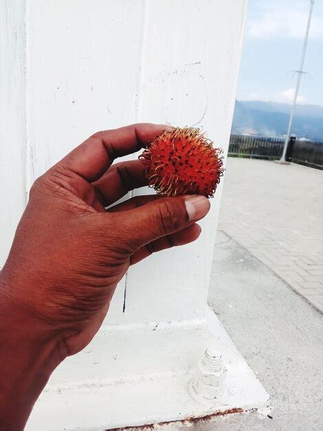 Premium Photo | Teletubbies hill location a hand holding a rambutan fruit