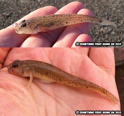 Something Fishy Going On: An idiot's guide to U.K. goby identification.