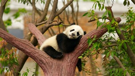 Baby Panda HD Wallpaper - WallpaperFX