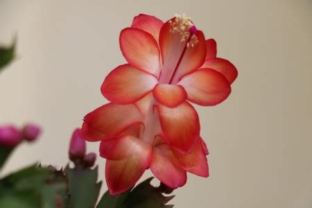 Sempra Sempra - Schlumbergera.eu - The Epric Foundation