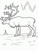 Free Printable Arctic Animals Coloring Pages  Home sketch template