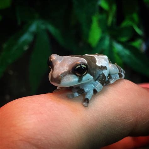 NE England - Milk Frogs | Reptile Forums