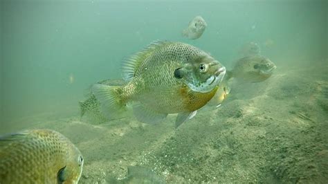 Where do Spring Panfish Hangout? - YouTube