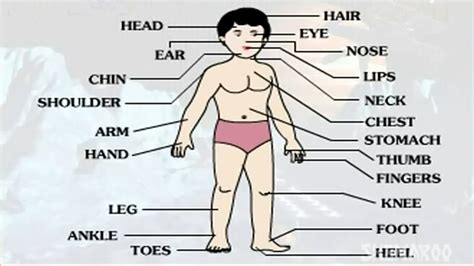 Learn - Human Body Part - External - Kids Educational Videos - YouTube