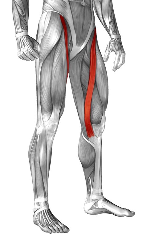 Knee Muscles Anatomy, Body Muscle Anatomy, Leg Anatomy, Anatomy Bones, Human Anatomy For Artists ...