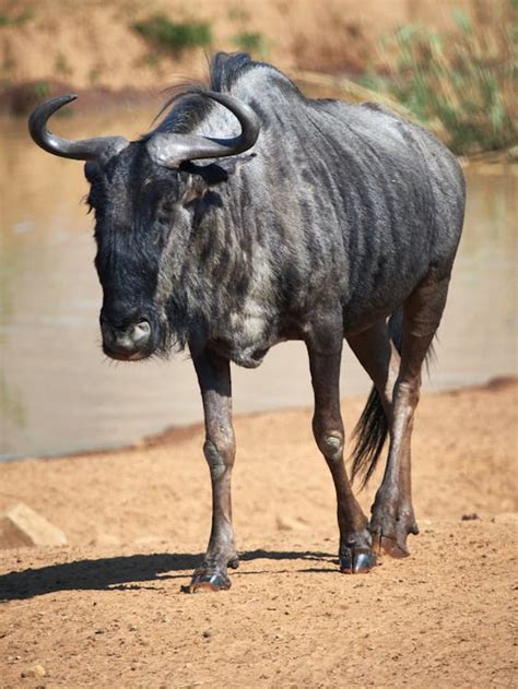 A Black Wildebeest · Free Stock Photo