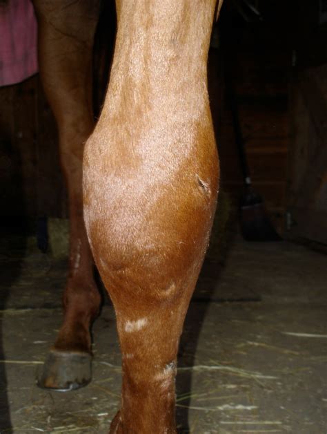 Treating Cellulitis in horses - EQUINE Ink