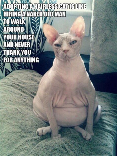 Hairless Cat | Funny animals, Animals, Funny pictures