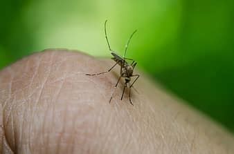 Royalty free mosquito photos | Pikist