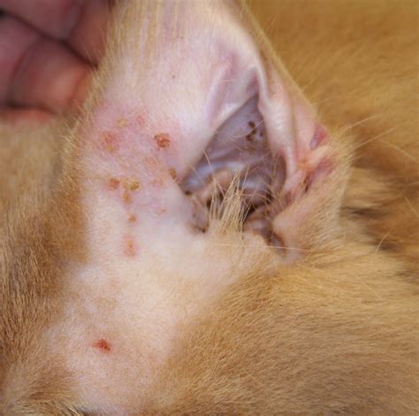 Skin Lesions On Cats