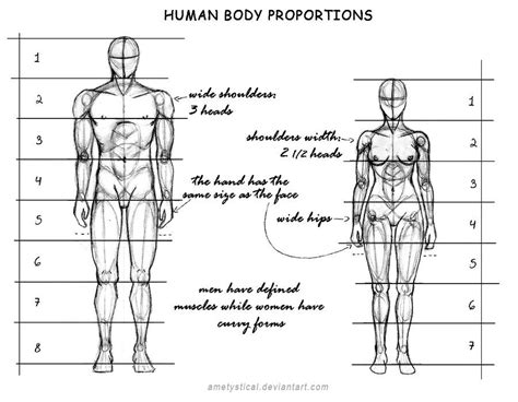 human_body_proportions__male_and_female__by_ametystical-d609pik | Human body proportions, Body ...