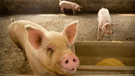 Scientists Say New Strain of Swine Flu Virus Is Spreading to Humans in China - The New York Times