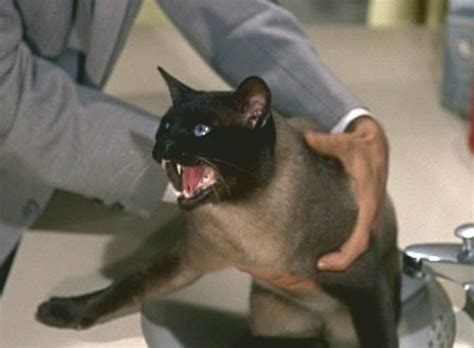 That Darn Cat! (1965) - Cinema Cats