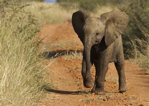 Top Ten Cutest African Animal Babies - Earth Rangers