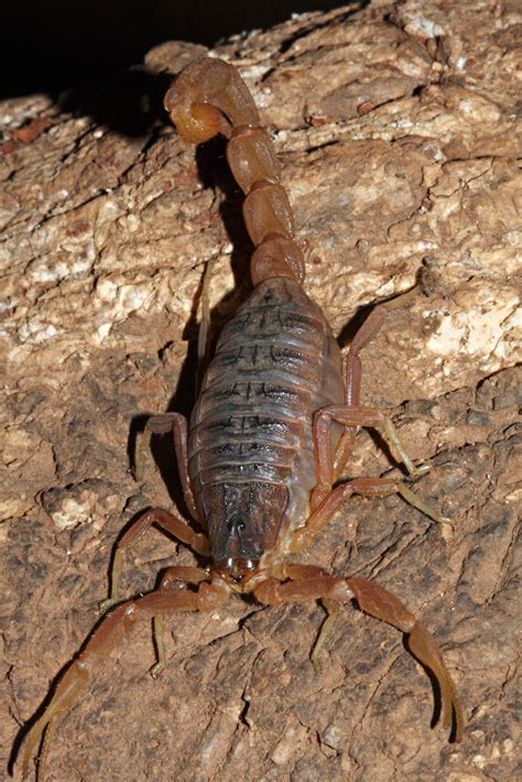 Research into scorpion stings | The BMJ