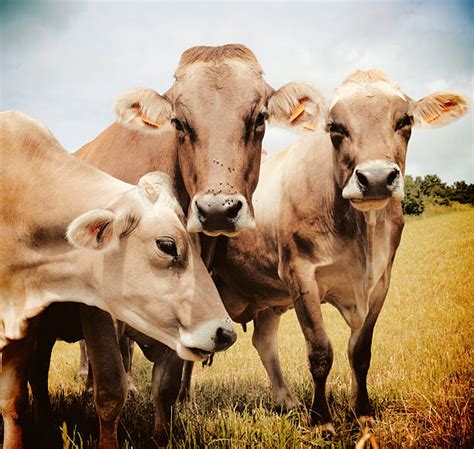 340+ Aubrac Cattle Photos Stock Photos, Pictures & Royalty-Free Images ...