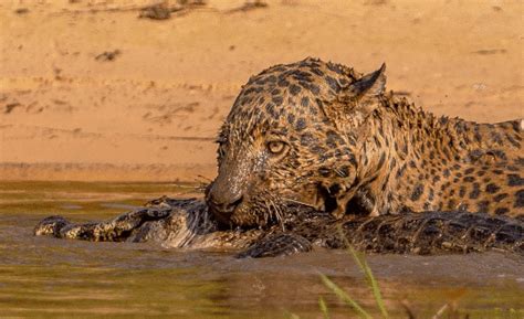 Watch In Action: Jaguar Catches Alligator Inside the Water