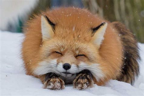 A fluffy fox : r/foxes