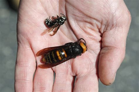 Bug experts dismiss worry about U.S. ‘murder hornets’ as hype | Honolulu Star-Advertiser