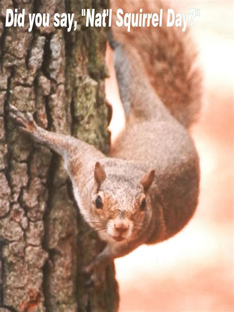 Is It National Squirrel Day Photograph by Belinda Lee - Fine Art America