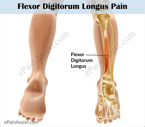 Flexor Digitorum Longus Pain|Symptoms|Causes|Treatment