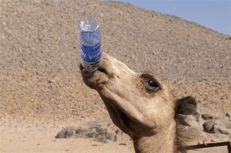 Fotos gratis : agua, arena, Desierto, camello, suelo, fauna, la sed, Camello como mamífero ...