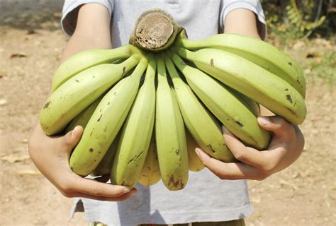 Harvesting Banana Trees: Tips On When And How To Harvest Bananas At ...