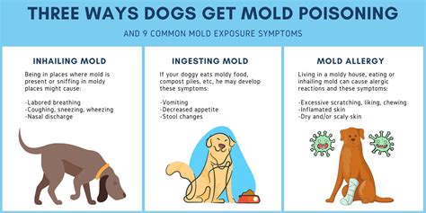 Mold Poisoning in Dogs: 15 Symptoms To Be Aware Of