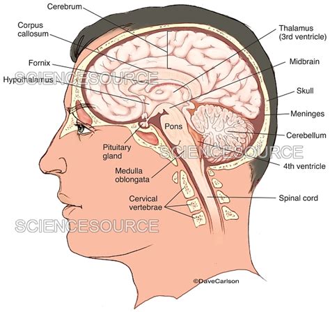 Brain Images Labeled