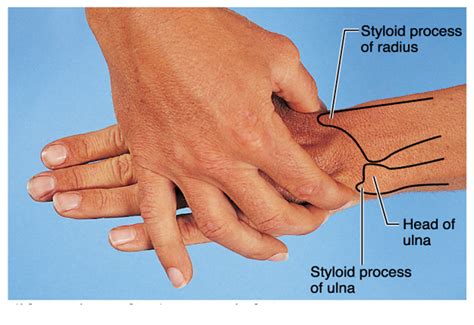 Ulnar Styloid Anatomy