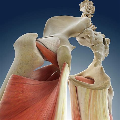 Hip Images Anatomy