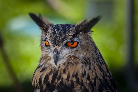 Eurasian Eagle Owl - Look at those eyes! (5616 x 3744)(OC) : r/AnimalPorn