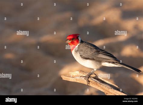 Red Crested Cardinal, Maui, Hawaii Stock Photo - Alamy