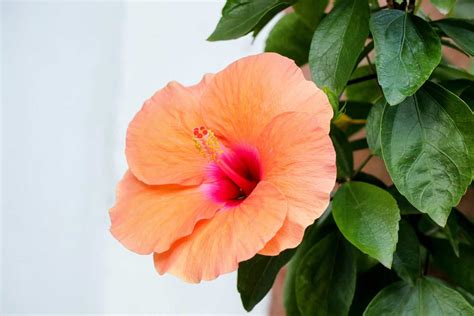 Perennial Hibiscus Plant Care (2022)