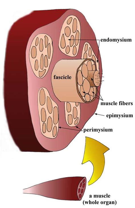 Endomysium - Wikiwand