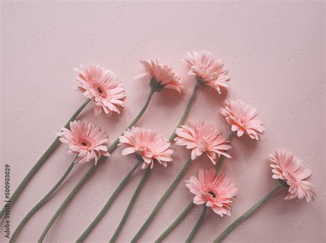 Layout of pink gerbera flower on pink background in a row. Minimalist floral concept. Pink daisy ...