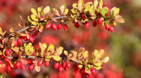 40 Types of Red Berries (With Pictures) - Identification Guide