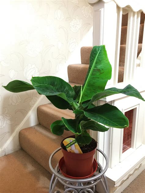 TROPICAL MUSA ACUMINATA CAVENDISH BANANA PLANT EVERGREEN INDOOR HOUSE ...