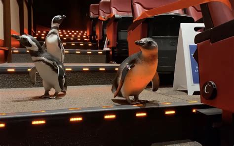 VIDEO: Chicago Shedd Aquarium Penguins Take Another Field Trip