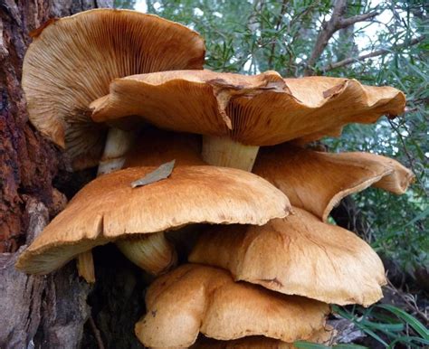 Gymnopilus junonius – Spectacular Rustgill