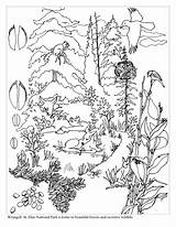 Forest Coloring Pages  Best For Kids sketch template