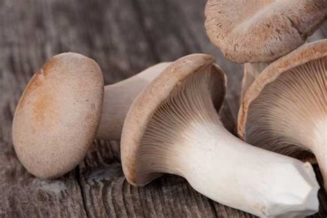 $10 Trumpet Mushroom Soup | The Gracious Pantry