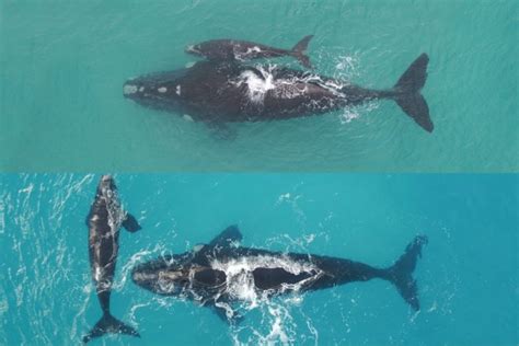 A mother’s love – the whales that go months without food to raise their calves - Australian ...