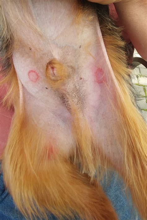 How To Treat Ringworm In Dogs Dog Ringworm Treatment