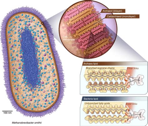 Types Of Archaea