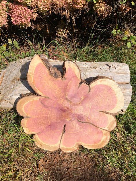 22” and 2”thick SANDED red cedar rustic slice cookie slab round table ...