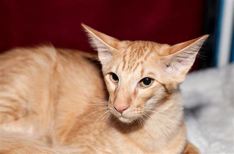 Gato oriental de pelo largo o javanés: características y fotos