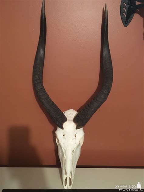 Nyala European Skull Mount Taxidermy | AfricaHunting.com